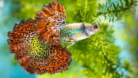 Rồng Đỏ Indo – Cùng Cfun68 lật mở sự thú vị của giống cá này