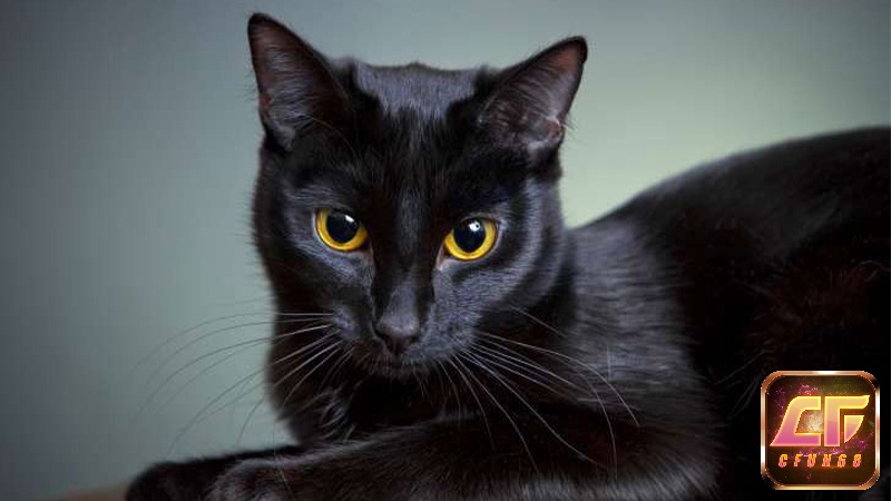 Giải mã khi nằm mơ thấy mèo có bộ lông màu đen 