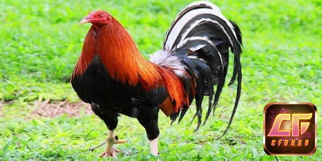 Các giống gà chọi có giống gà Mỹ dòng Kelso