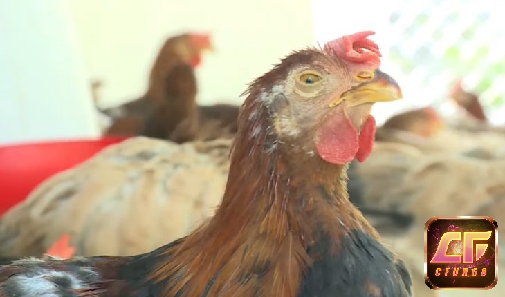 Cách chữa gà chọi bị khò khè, đờm bằng kháng sinh còn có bài thuốc dân gian an toàn cho sức khỏe gà.