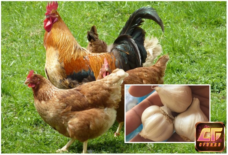 Cho gà ăn tỏi giúp tăng ở khả năng miễn dịch và năng suất