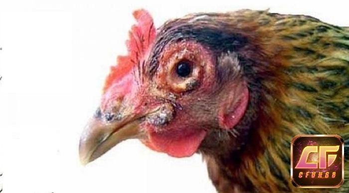 Trị bệnh nấm họng cho gà chọi bằng thuốc đặc trị