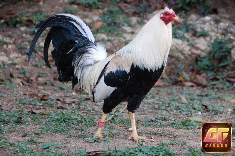 Gà chọi Mỹ là giống gà nổi tiếng với khả năng tham gia thi đấu bền bỉ