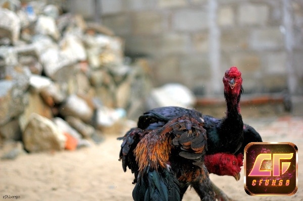 Vần mồi gà làm con gà chiến sẽ dần phát triển thành máu chiến và hung hăng
